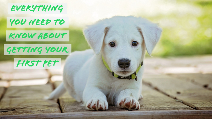Everything You Need to Know About Getting Your First Pet