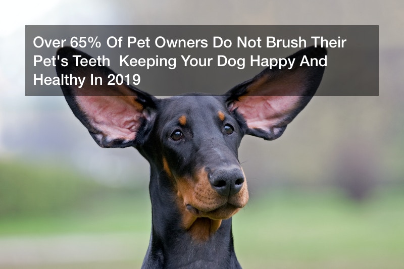 Over 65% Of Pet Owners Do Not Brush Their Pet’s Teeth  Keeping Your Dog Happy And Healthy In 2019