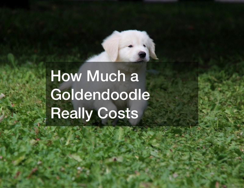 How Much a Goldendoodle Really Costs
