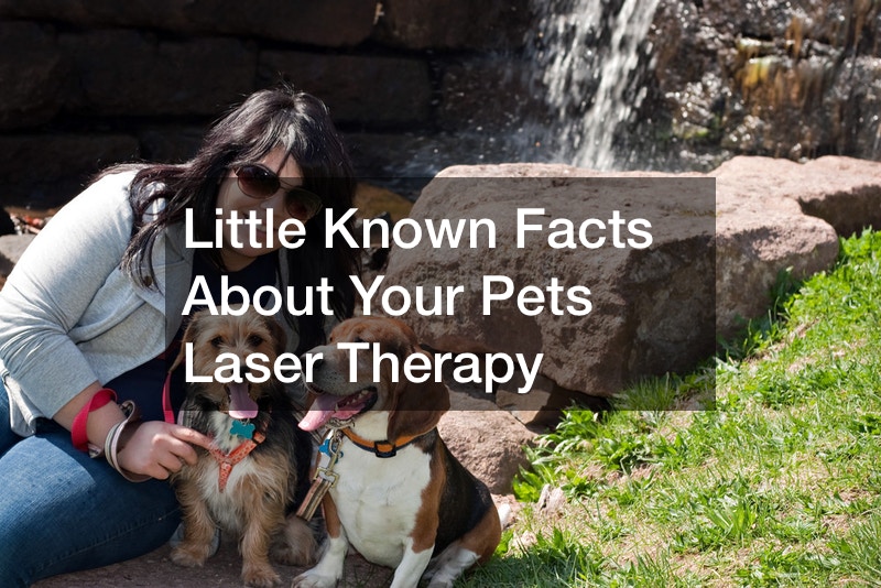 Little Known Facts About Your Pets Laser Therapy