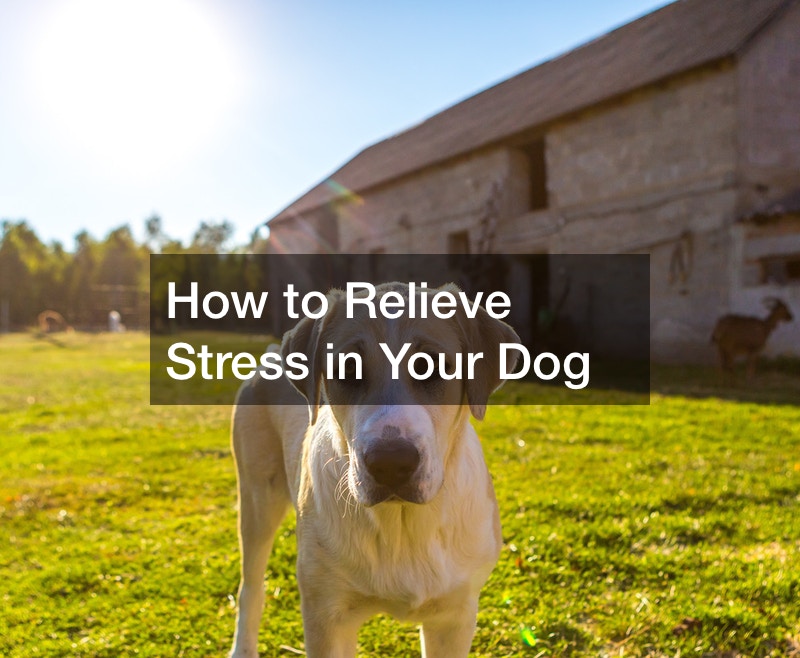How to Relieve Stress in Your Dog