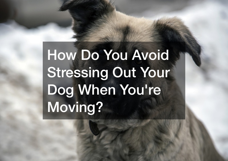 How Do You Avoid Stressing Out Your Dog When Youre Moving?