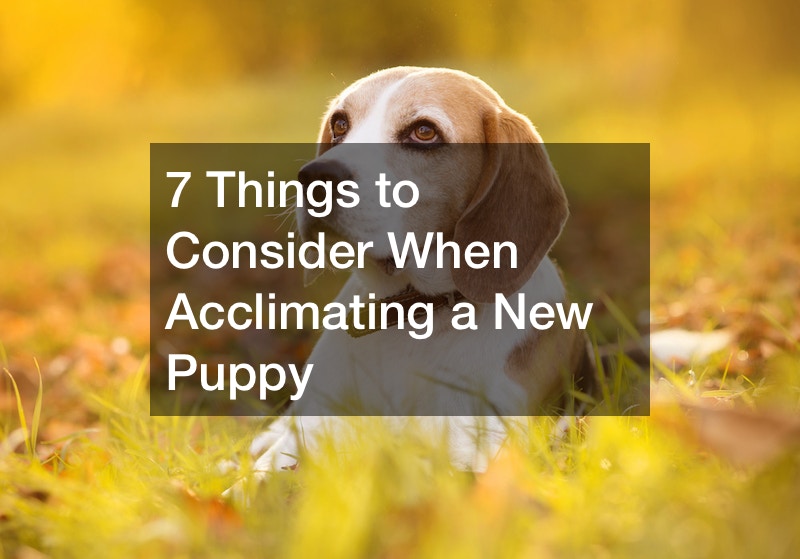 7 Things to Consider When Acclimating a New Puppy