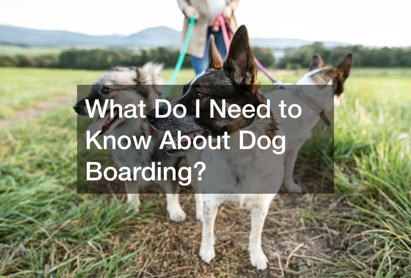 What Do I Need to Know About Dog Boarding?